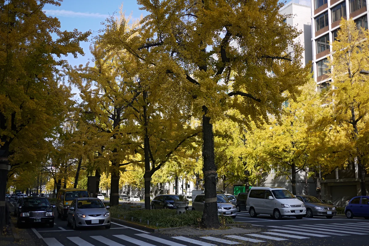 Golden autumn ginkgo trees lining Midosuji in Osaka